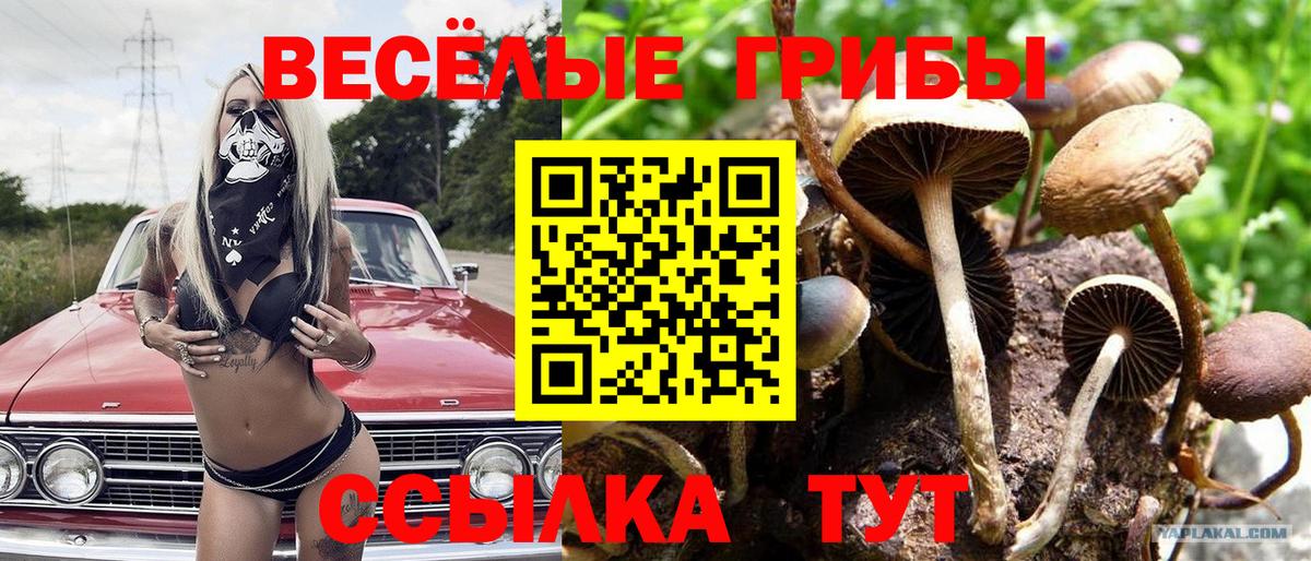 Псилоцибиновые грибы Psilocybine cubensis Горно-Алтайск